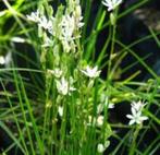 Caudex Ornithogalum Juncifolium Zuid Afrika potmaat 8,5 cm., Overige soorten, Ophalen of Verzenden, In pot, Minder dan 100 cm