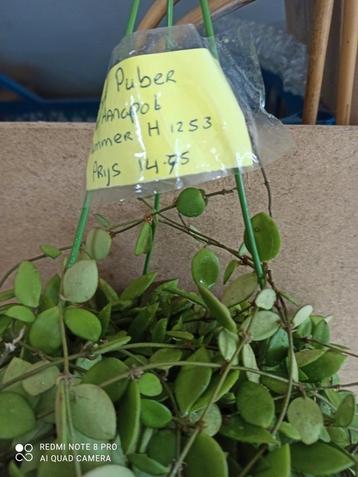 Hoya Pubera in hangpot nummer H1253 beschikbaar voor biedingen