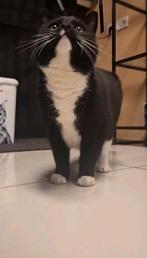 “Hecht broer en zus (3 jaar) zoekt samen een liefdevol thuis, Dieren en Toebehoren, Katten en Kittens | Overige Katten, Meerdere dieren