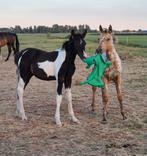 zwart bont Nrps hengstje, Dieren en Toebehoren, Paarden, Hengst, Minder dan 160 cm, 0 tot 2 jaar