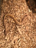 Koningspython/balpython Banana 100% het pied, Slang, 0 tot 2 jaar