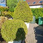 6 grote buxusplanten met potten. Ophalen Wechelderzande, Ophalen, Buxus, Struik, 100 tot 250 cm