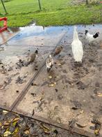 Pauwen 3 mnd oud, Dieren en Toebehoren, Pluimvee, Meerdere dieren, Kip