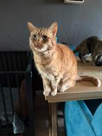 Nieuw huisje, Dieren en Toebehoren, Katten en Kittens | Overige Katten