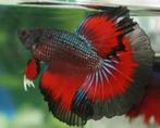 Betta - Halfmoon Grade AA man - Koidream Valburg, Dieren en Toebehoren, Vissen | Aquariumvissen, Zoetwatervis, Vis