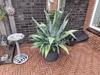 grote Agave cactus buiten plant 1.30 meter, Vaste plant, Bloeit niet, Volledige schaduw, Ophalen