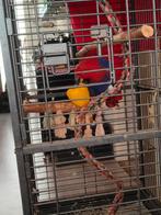 Lieve hand tamme edel papagaai met chip en centivicaat, Vrouwelijk, Papegaai, Tam