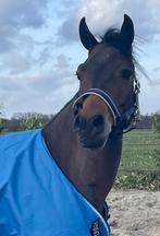 E-pony ruin met potentie en topkarakter, Dieren en Toebehoren, Paarden, Minder dan 160 cm, Gechipt, Ruin, M