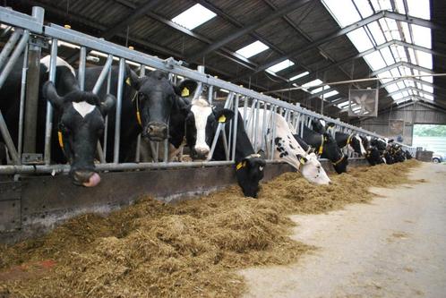 Aangeboden: Agrarisch medewerker 58 voor BUITENLAND EU, Vacatures, Vacatures | Landbouw, Natuur en Milieu, HBO, Vanaf 10 jaar