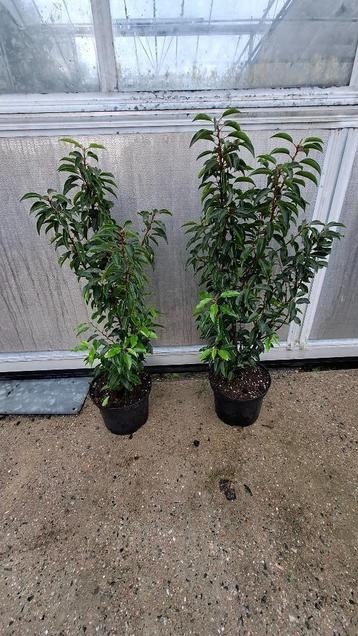 portugese laurier prunus lusitanica angustifolia  beschikbaar voor biedingen