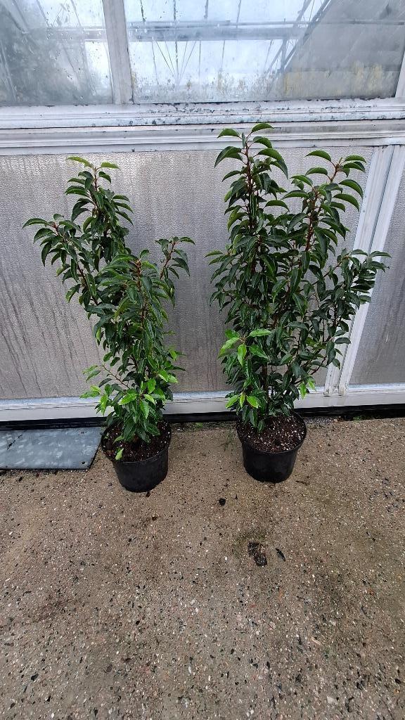 portugese laurier prunus lusitanica angustifolia, Tuin en Terras, Planten | Struiken en Hagen, Laurier, Minder dan 100 cm, Ophalen of Verzenden