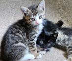 Leuke, lieve kittens..