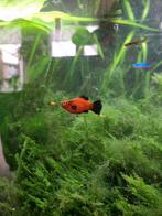 Jonge Oranje Flamenco Platy's, Dieren en Toebehoren, Vissen | Aquariumvissen