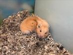 Goudhamsters / syrische hamster, Meerdere dieren, Hamster, Na 1 juli 2024