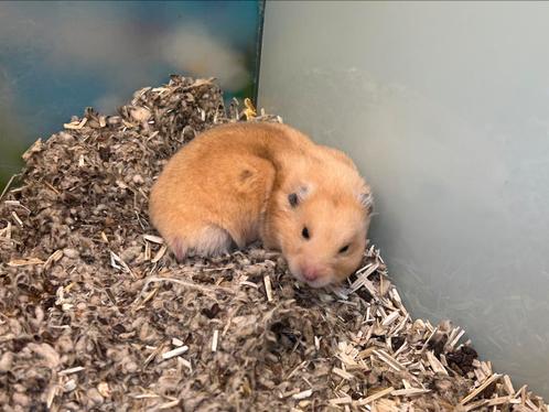 Goudhamsters / syrische hamster, Dieren en Toebehoren, Knaagdieren, Meerdere dieren, Hamster
