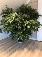 Grote Ficus Benjamina, Huis en Inrichting, Ophalen, Ficus, Halfschaduw, In pot