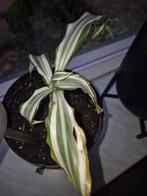 Dracaena, Ophalen of Verzenden, Halfschaduw, Minder dan 100 cm