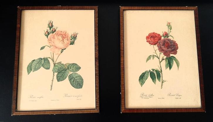 P.J. Redouté, tekeningen Rosa Centifolia en Gallica in lijst, Verzamelen, Foto's en Prenten, Gebruikt, Natuur, Voor 1940, Ophalen of Verzenden
