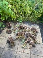 Dhalia’s te koop, Tuin en Terras, Bloembollen en Zaden, Ophalen, Volle zon, Knol