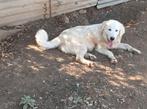 Pup Victor, Particulier, Rabiës (hondsdolheid), 15 weken tot 1 jaar, Reu