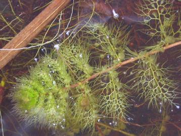 Gezocht: Groot blaasjeskruid stekje [utricularia vulgaris ] beschikbaar voor biedingen