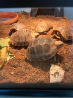 Nk25 Indotestudo elongata, 0 tot 2 jaar