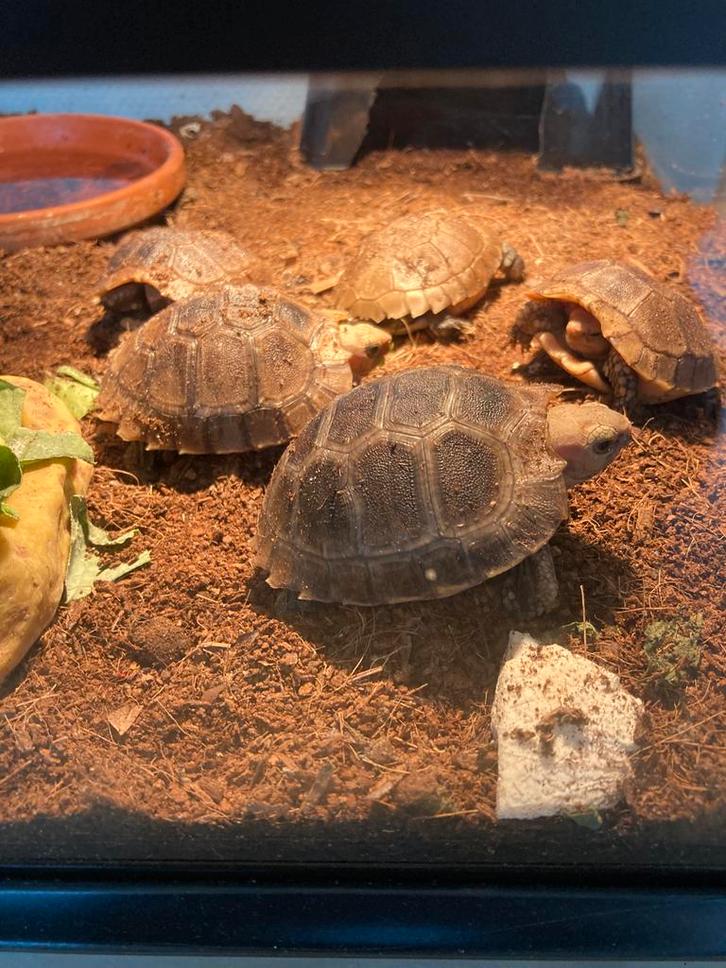 Nk25 Indotestudo elongata, Dieren en Toebehoren, Reptielen en Amfibieën, 0 tot 2 jaar