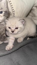 Britse kort haar kittens, Dieren en Toebehoren, Katten en Kittens | Raskatten | Korthaar, Gechipt