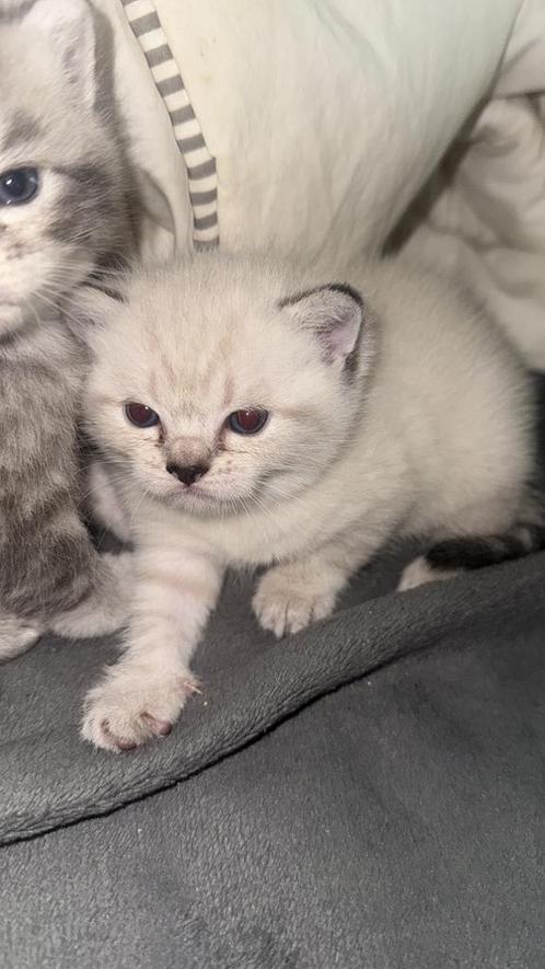 Britse kort haar kittens, Dieren en Toebehoren, Katten en Kittens | Raskatten | Korthaar, Gechipt