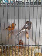 Harlekijn kanaries, Meerdere dieren, Kleurkanarie