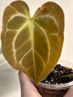 Anthurium crystallinum silver/ red spiderXforgetti, Ophalen, Halfschaduw, Minder dan 100 cm