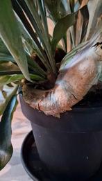 Hertshoorn in Design Pot - Kamerplant, Tuin en Terras, Planten | Tuinplanten, Ophalen, Vaste plant, Varens, Bloeit niet