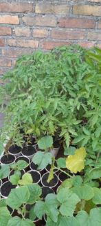 Moestuin Plantjes, Tomaten, Paprika, Komkomer, Corgette, Tuin en Terras, Planten | Tuinplanten, Volle zon, Groenteplanten, Eenjarig