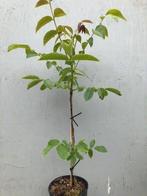 walnootbomen, geworteld in pot. 3€ per stuk, Tuin en Terras, Planten | Bomen, Overige soorten, Minder dan 100 cm, Ophalen, Volle zon