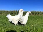 Jonge tamme Australorp kippen wit gesekst en ingeënt, Vrouwelijk, Kip