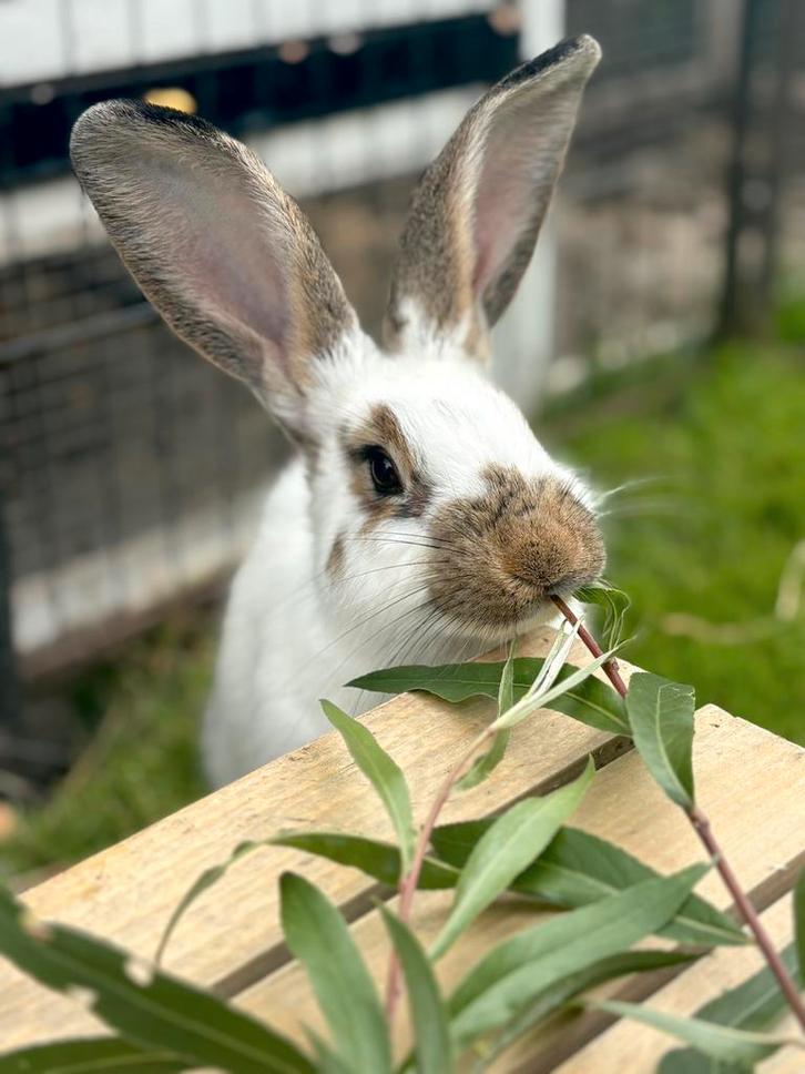 Lotharinger Groot Ram, Dieren en Toebehoren, Konijnen, Groot, Mannelijk