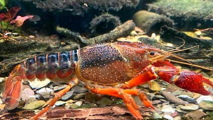 Aquarium met rivierkreeften, Dieren en Toebehoren, Vissen | Vijvervissen, Goudvis(sen)