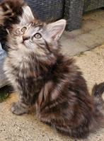 Noorse Boskat kittens (poesjes) zoeken personeel, Meerdere dieren, Ontwormd, 0 tot 2 jaar