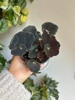 Begonia black mamba, plantje uit stek, Ophalen of Verzenden, Halfschaduw, Minder dan 100 cm