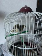 Pragtig  Norsholand Kanarie man groot vormaat, Mannelijk, Kleurkanarie