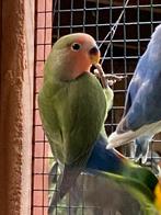 Mooie Agapornissen, Meerdere dieren, Dwergpapegaai of Agapornis