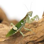 Creoboter sp.Yunnan, bidsprinkhaan.