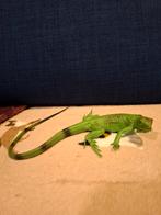 Safari ltd leguaan, jaartal 1997, Ophalen of Verzenden, Zo goed als nieuw, Reptiel of Amfibie, Beeldje of Figuurtje