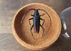 Opgezette kever taxidermie entomologie, Ophalen of Verzenden, Zo goed als nieuw, Insect, Opgezet dier