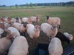 Drents heideschaap ooien 5 stuks, Dieren en Toebehoren, Vrouwelijk, Schaap
