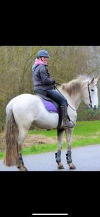 Cruzado merrie, Dieren en Toebehoren, Pony's, Merrie