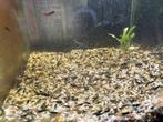 Green jade garnalen, Dieren en Toebehoren, Vissen | Aquariumvissen, Kreeft, Krab of Garnaal