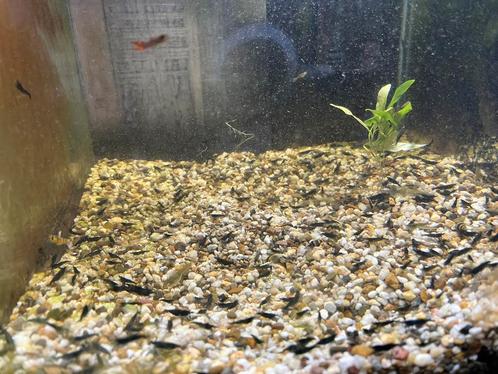 Green jade garnalen, Dieren en Toebehoren, Vissen | Aquariumvissen, Kreeft, Krab of Garnaal