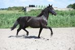 3 jarige zwarte merrie, topbraaf., Dieren en Toebehoren, Merrie, Dressuurpaard, 3 tot 6 jaar, 160 tot 165 cm