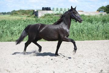 3 jarige zwarte merrie, topbraaf. beschikbaar voor biedingen